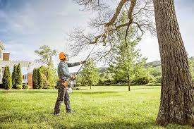 How Our Tree Care Process Works  in  Lake Belvedere Estates, FL