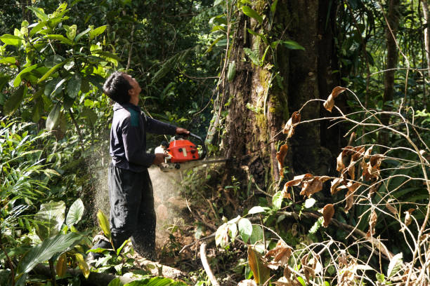 Professional Tree Services in Lake Belvedere Estates, FL